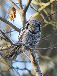 Image result for Surnia ulula