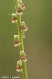Attēlu rezultāti vaicājumam “Triglochin palustre fruit”