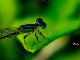 Attēlu rezultāti vaicājumam “Aculepeira ceropegia”