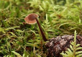 Attēlu rezultāti vaicājumam “Auriscalpium vulgare”