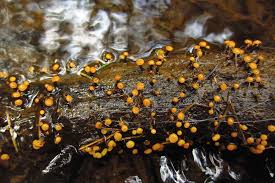 Attēlu rezultāti vaicājumam “Vibrissea decolorans”