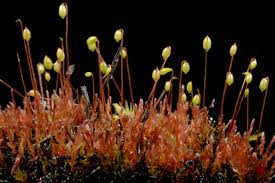 Attēlu rezultāti vaicājumam “Bryum funkii macro”