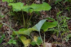 Attēlu rezultāti vaicājumam “Petasites spurius”