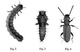 Attēlu rezultāti vaicājumam “Cucujus cinnaberinus larva”
