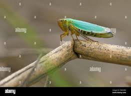 Attēlu rezultāti vaicājumam “Cicadella viridis”