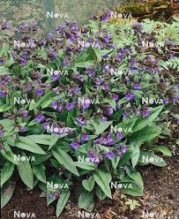 Attēlu rezultāti vaicājumam “Pulmonaria angustifolia”