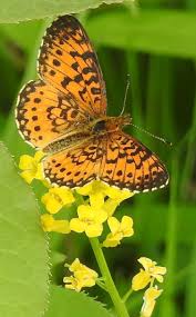 Attēlu rezultāti vaicājumam “Clossiana selene upperside”