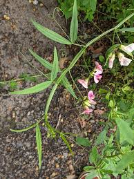 Attēlu rezultāti vaicājumam “Lathyrus sylvestris bud”