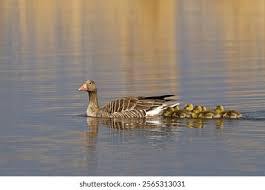 Attēlu rezultāti vaicājumam “Anser anser juvenile”