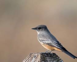 Image result for Sayornis phoebe