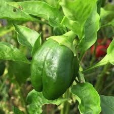 Afbeeldingsresultaat voor topepo giallo sweet pepper