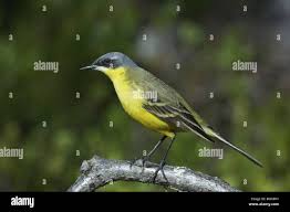 Attēlu rezultāti vaicājumam “Motacilla flava flava adult”