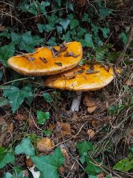 Attēlu rezultāti vaicājumam “Amanita crocea”