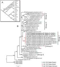 Attēlu rezultāti vaicājumam “Autographa excelsa”