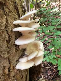 Attēlu rezultāti vaicājumam “Pleurotus ostreatus”