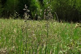 Attēlu rezultāti vaicājumam “Hierochloe odorata”