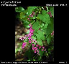 Attēlu rezultāti vaicājumam “Polygonaceae”