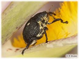 Attēlu rezultāti vaicājumam “Mononychus punctumalbum”