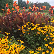 Image result for Rudbeckia fulgida