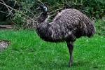 Emu