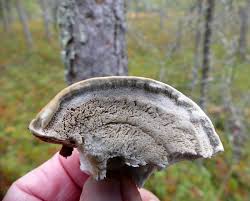 Attēlu rezultāti vaicājumam “Diplomitoporus flavescens”