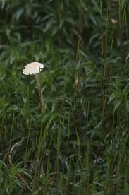 Attēlu rezultāti vaicājumam “Lichenomphalia umbellifera”