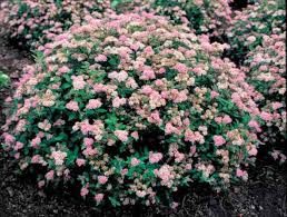 Attēlu rezultāti vaicājumam “Spiraea”