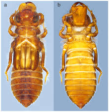 Attēlu rezultāti vaicājumam “Gynaephora selenitica larva”