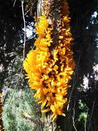 Attēlu rezultāti vaicājumam “Gymnosporangium sabinae”