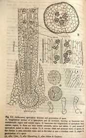 Attēlu rezultāti vaicājumam “Anthocerotopsida”