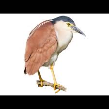Attēlu rezultāti vaicājumam “Nycticorax nycticorax adult”