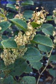 Attēlu rezultāti vaicājumam “Reynoutria sachalinensis fruit”