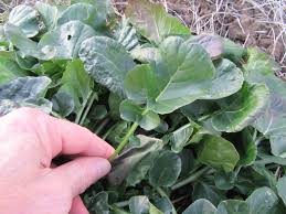 Attēlu rezultāti vaicājumam “Barbarea vulgaris subsp. arcuata fruit”