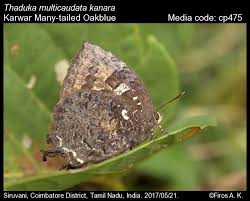 Attēlu rezultāti vaicājumam “Theclinae”