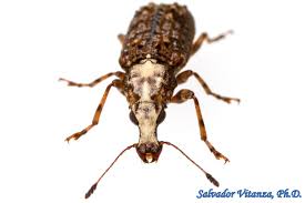 Attēlu rezultāti vaicājumam “Anthribidae”