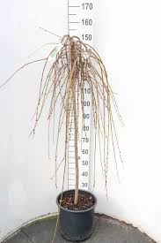 Attēlu rezultāti vaicājumam “Salix caprea”