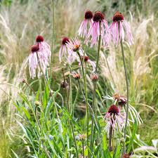 Image result for Echinacea pallida