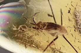 Attēlu rezultāti vaicājumam “Gerridae imago”