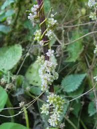 Attēlu rezultāti vaicājumam “Cuscuta europaea”
