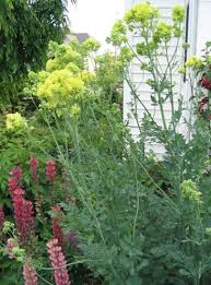 Attēlu rezultāti vaicājumam “Thalictrum flavum flower”