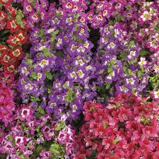 Image result for Schizanthus