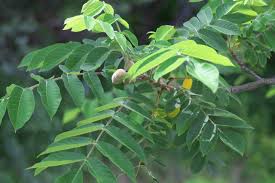 Attēlu rezultāti vaicājumam “Juglans mandshurica leaf”