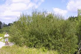 Attēlu rezultāti vaicājumam “Salix cinerea”