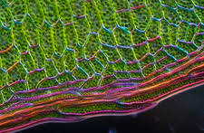 Attēlu rezultāti vaicājumam “Cinclidium stygium macro”