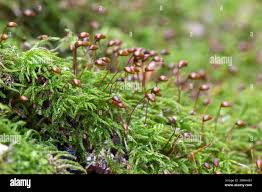 Attēlu rezultāti vaicājumam “Sciuro-hypnum curtum sporophyte”