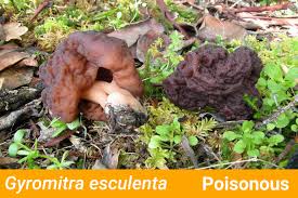 Attēlu rezultāti vaicājumam “Morchella sp.”