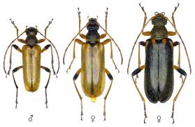 Attēlu rezultāti vaicājumam “Cortodera femorata”