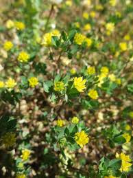 Attēlu rezultāti vaicājumam “Trifolium dubium bud”