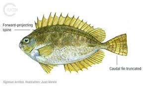 Image result for Siganus rivulatus