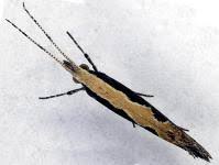 Attēlu rezultāti vaicājumam “Plutellidae”